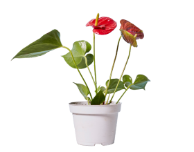 Outdoor Garden Essentials