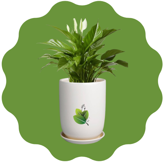 Best Plants Combo Offer