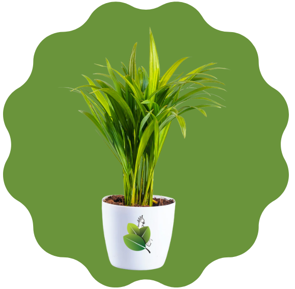 Areca Palm – Air-Purifying Indoor Plant
